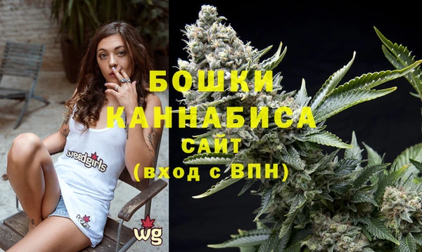 прущие грибы Мурманск